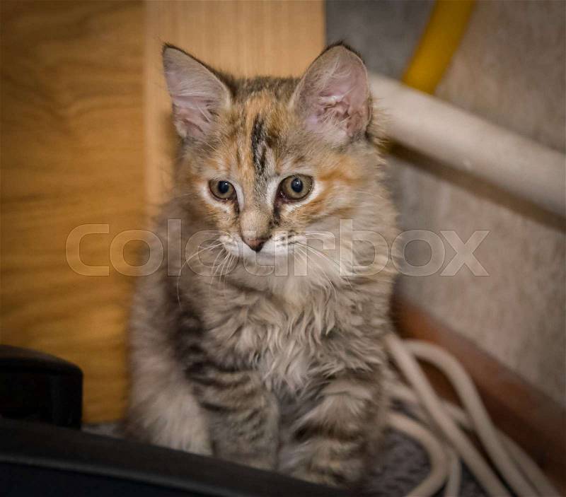 Cat, kitten, winter, snow, animal, beautiful, beauty, curiosity, cute, domestic, ears, eyes, face, feline, fur, home, kitty, looking, nature, orange, paw, pet, playful, portrait, small, striped, sweet, view, whisker, white, young, stock photo