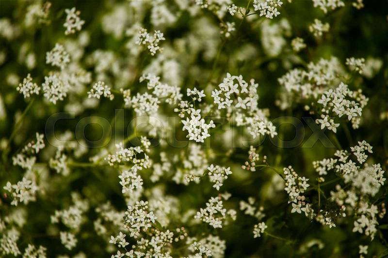 Beautiful white tiny flowers in a natural habitat in summer in meadow, stock photo