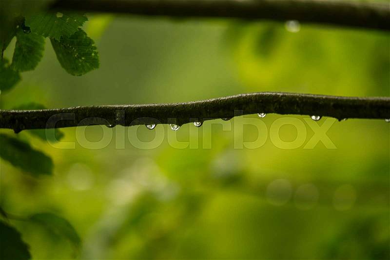 A beautiful, tranquil rain drops on a branch of an alder tree in a forest. Fresh, natural look, stock photo