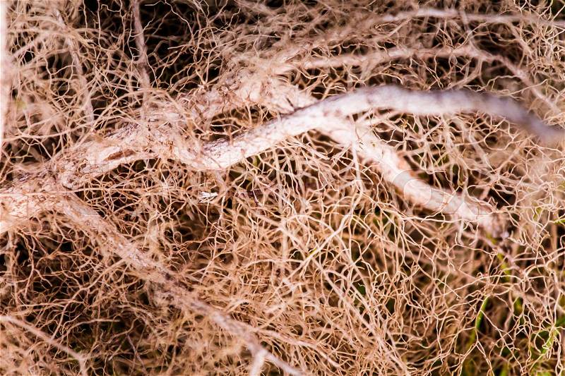 An abstract close up of a tree roots. Shallow depth of field, stock photo