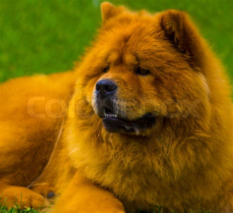 Chow chow dog. Beautiful dog chow-chow in the park, stock photo