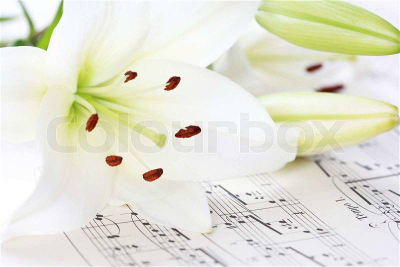 Music notes with white lily flower, stock photo