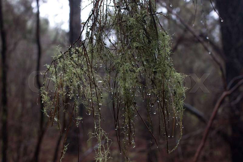 Long beard lichen tree. Usnea. Humid forest. Old man s beard, stock photo