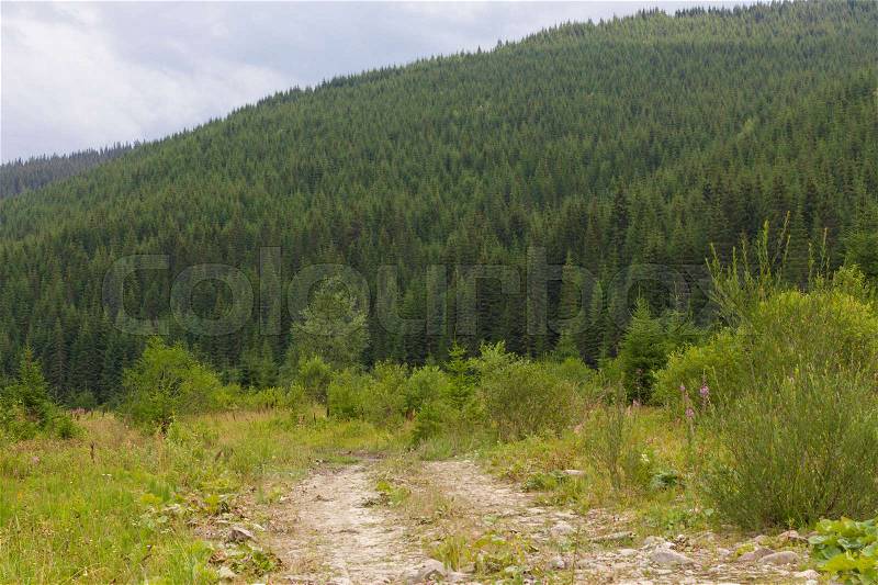 Spruce forest in the Ukrainian Carpathians. Sustainable clear ecosystem. Mountain road, stock photo