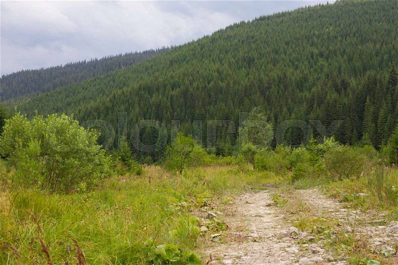 Spruce forest in the Ukrainian Carpathians. Sustainable clear ecosystem. Mountain road, stock photo