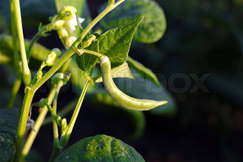 Group of cultivated green kidney bean field. Soy sprouts, stock photo