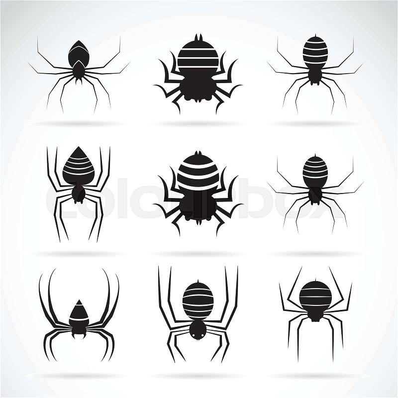 Vector group of spiders on white background. Insect Animals. Spiders Icon, vector