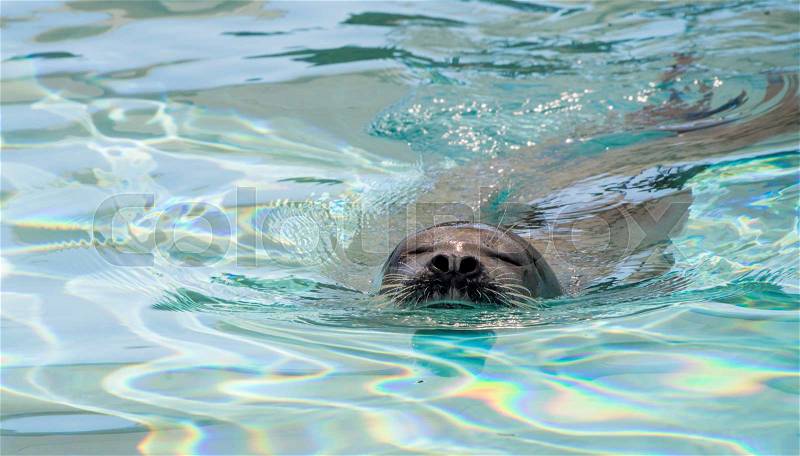Cute seal in the water, stock photo
