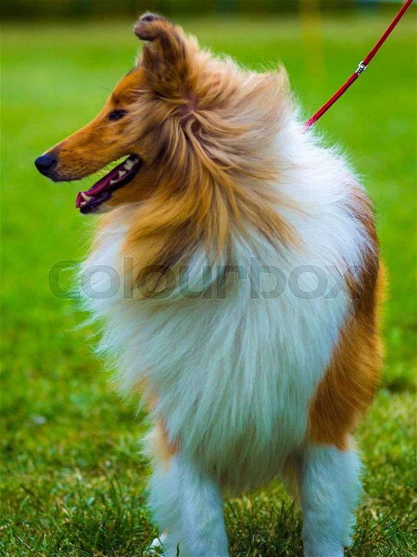 Collie. Dog collie. The collie is a distinctive type of herding dog, including many related landraces and formal breeds. Portrait of purebred dog Rough Collie, stock photo