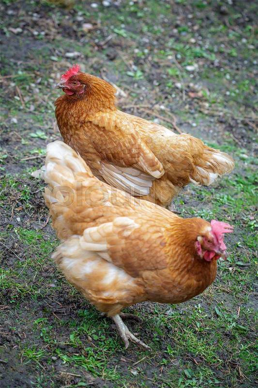 Two free range hens in farm yard, stock photo