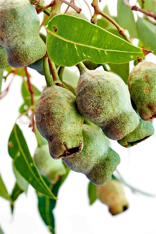 A studio photo of eucalyptus gum tree nuts, stock photo