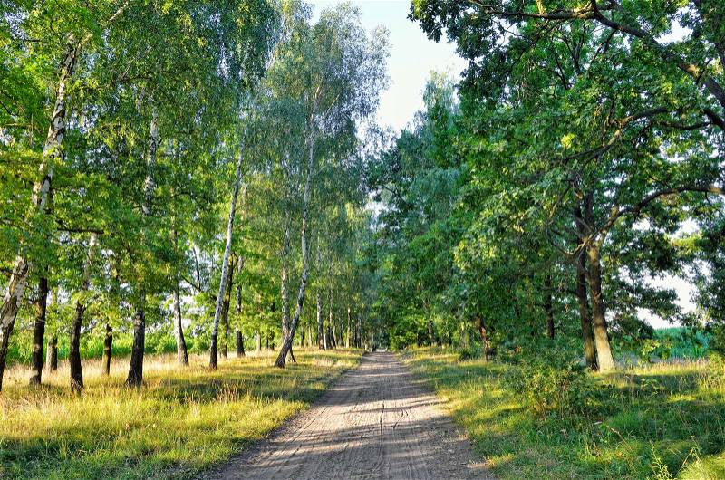 Сountry road among the tall trees in the forest, stock photo