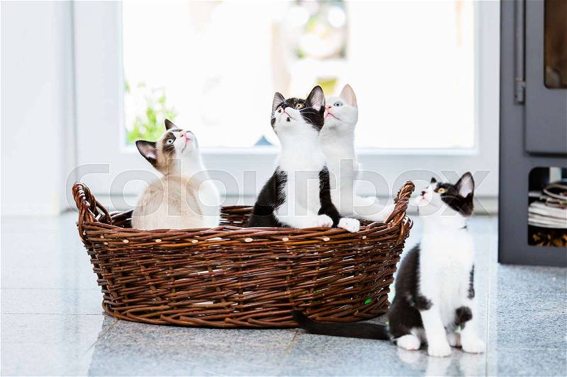 Cute kittens looking up with curiosity in apartment, stock photo
