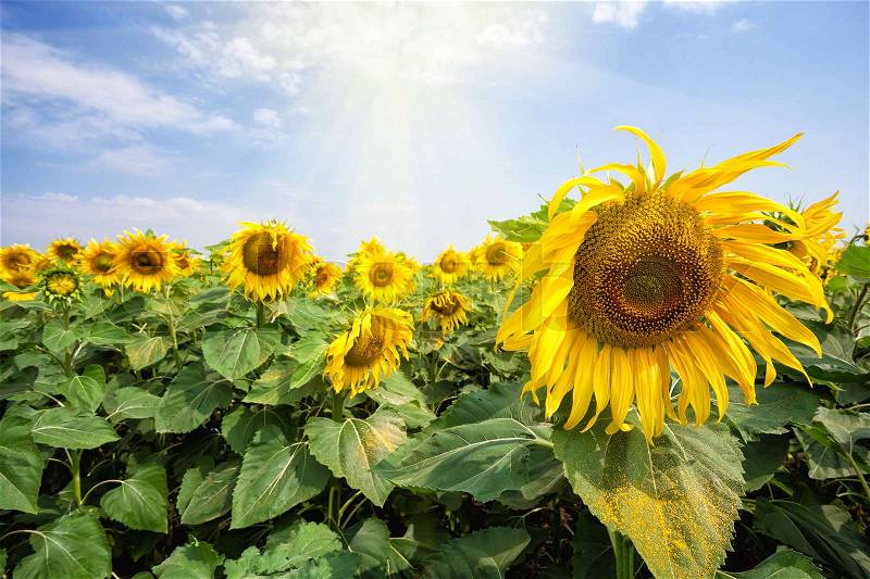 Bright blossoming sunflower flowers under the bright sun. Summer landscape. The concept of a new day, growth and development, stock photo