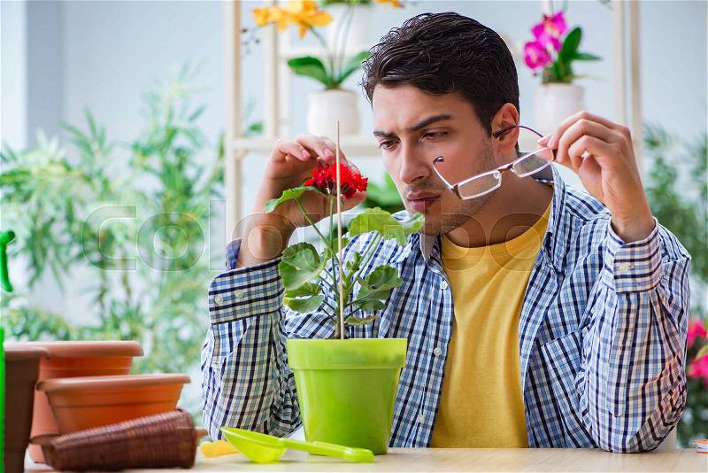 Young man florist working in a flower shop, stock photo