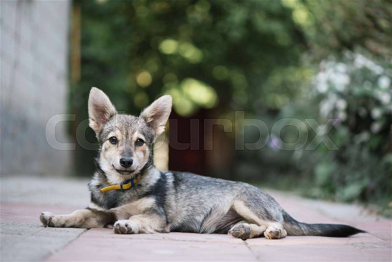Portrait of a gray dog sitting near a house in the village, stock photo