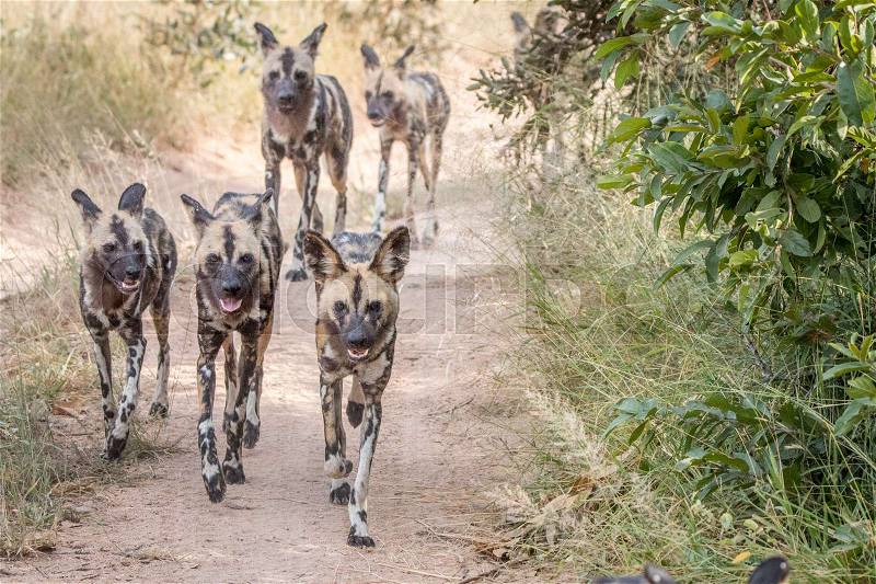 A pack of African wild dogs running on the road in the Sabi Sand Game Reserve, South Africa, stock photo