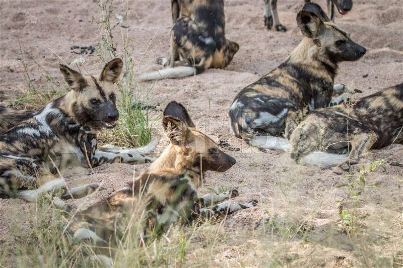 A pack of African wild dogs laying in the sand in the Sabi Sand Game Reserve, South Africa, stock photo