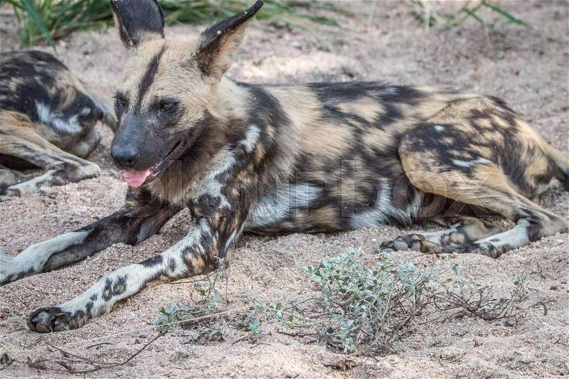 An African wild dog relaxing in the sand in the Sabi Sand Game Reserve, South Africa, stock photo