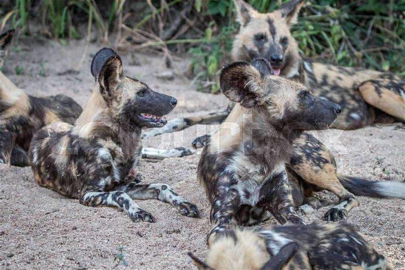 A pack of African wild dogs laying in the sand in the Sabi Sand Game Reserve, South Africa. , stock photo