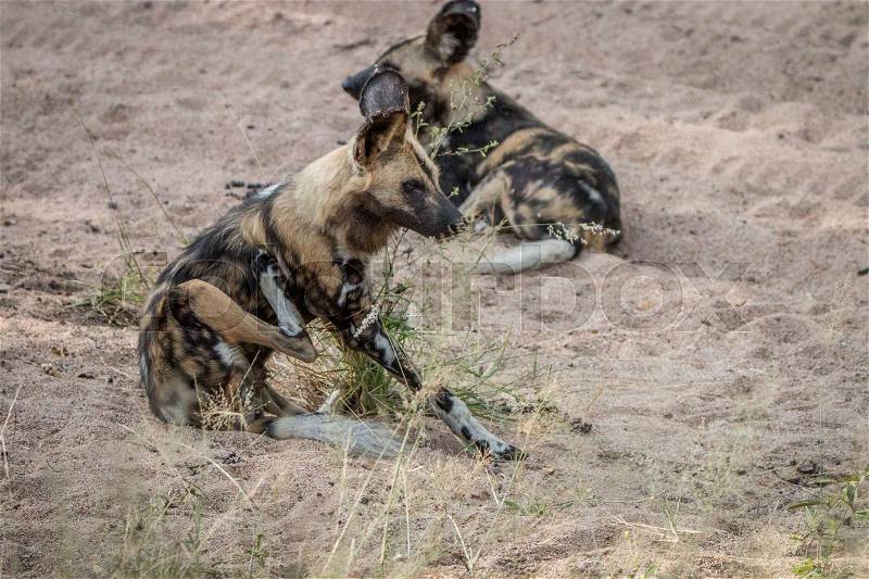 Two African wild dogs laying in the sand in the Sabi Sand Game Reserve, South Africa, stock photo