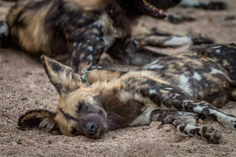 An African wild dog sleeping in the Sabi Sand Game Reserve, South Africa, stock photo