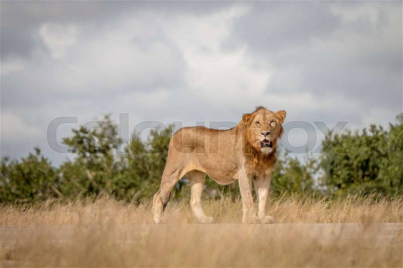 A Lion staring at the camera in the Sabi Sand Game Reserve, South Africa, stock photo