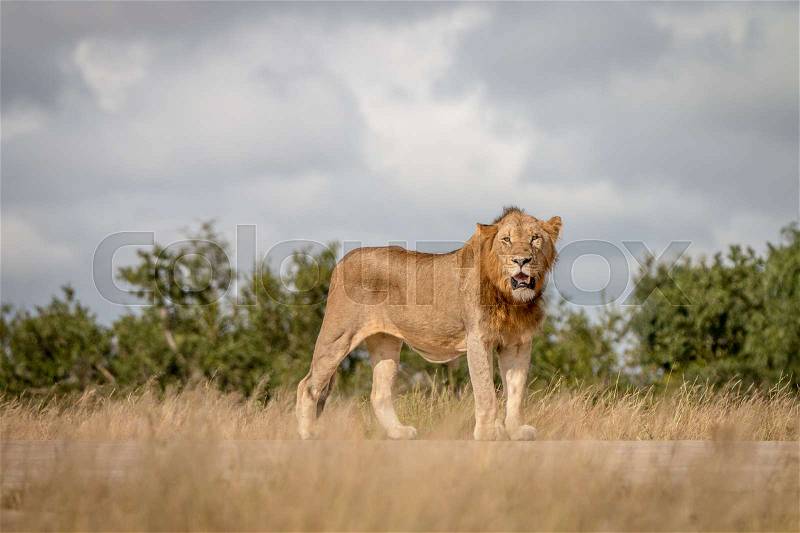 A Lion staring at the camera in the Sabi Sand Game Reserve, South Africa, stock photo