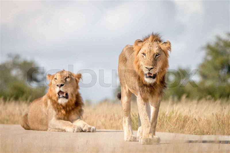 Two Lions staring at the camera in the Sabi Sand Game Reserve, South Africa, stock photo