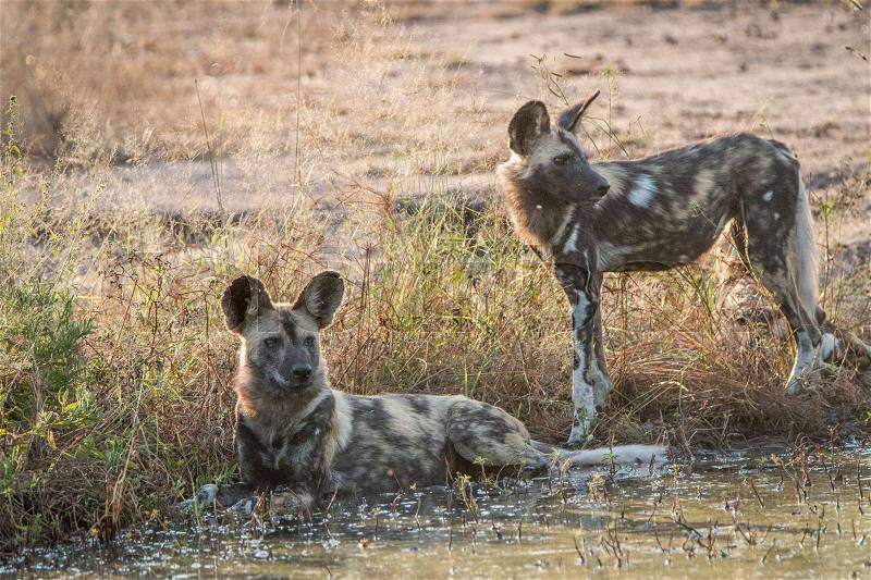 Two African wild dogs resting close to the water in the Sabi Sand Game Reserve, South Africa, stock photo