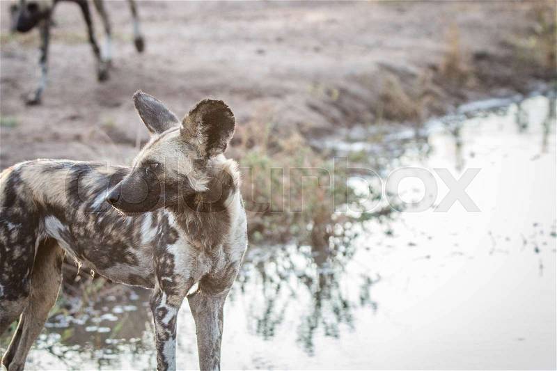 Side profile of an African wild dog in the Sabi Sand Game Reserve, South Africa, stock photo