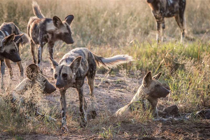 Several African wild dogs in the grass in the Sabi Sand Game Reserve, South Africa, stock photo