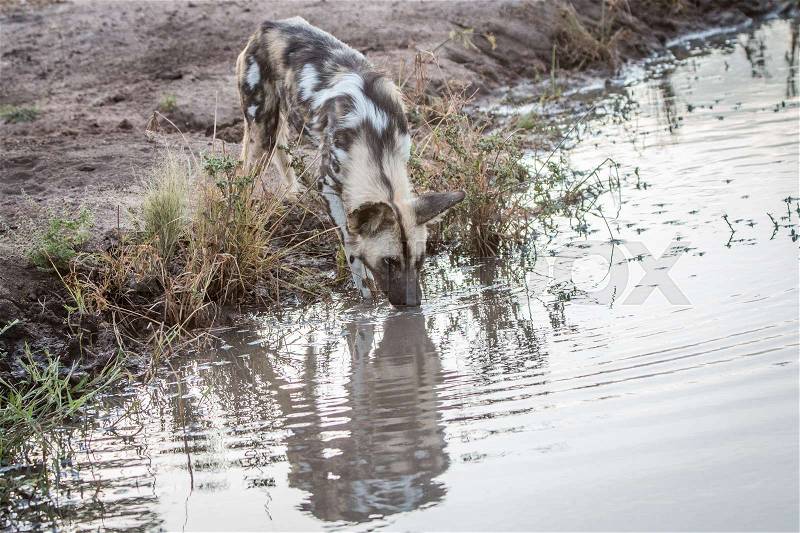 An African wild dog drinking in the Sabi Sand Game Reserve, South Africa, stock photo