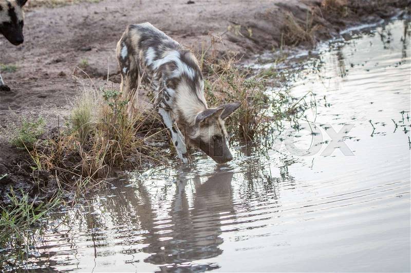 An African wild dog drinking in the Sabi Sand Game Reserve, South Africa, stock photo