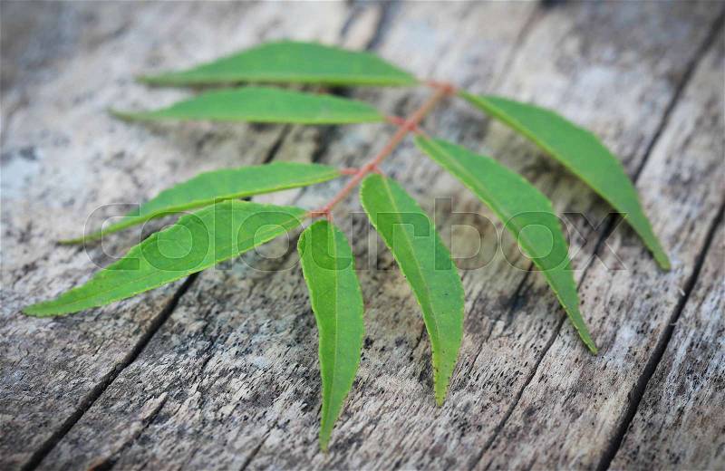 Curry Leaves on wooden surface, stock photo