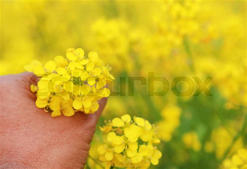 Hand holding ayurvedic mustard flowers outdoor, stock photo