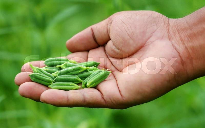 Sesame pods holding by hand in garden, stock photo