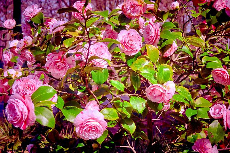 Rosebush. Climbing rose tree, stock photo