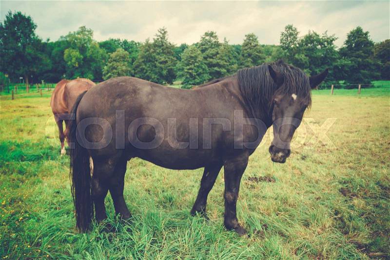 Big beautiful horse. big black horse, stock photo