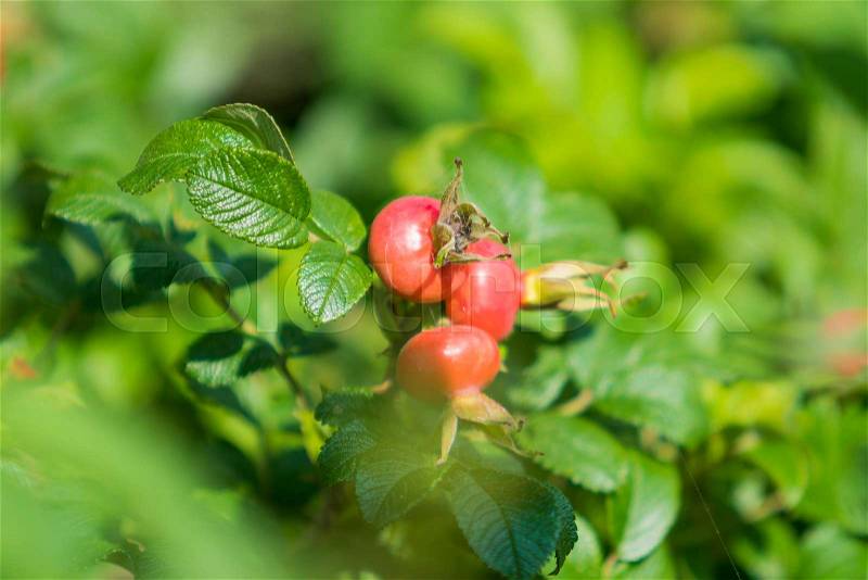 Dog-rose berries. Dog rose fruits (Rosa canina). wild rosehips in nature, beautiful background, stock photo