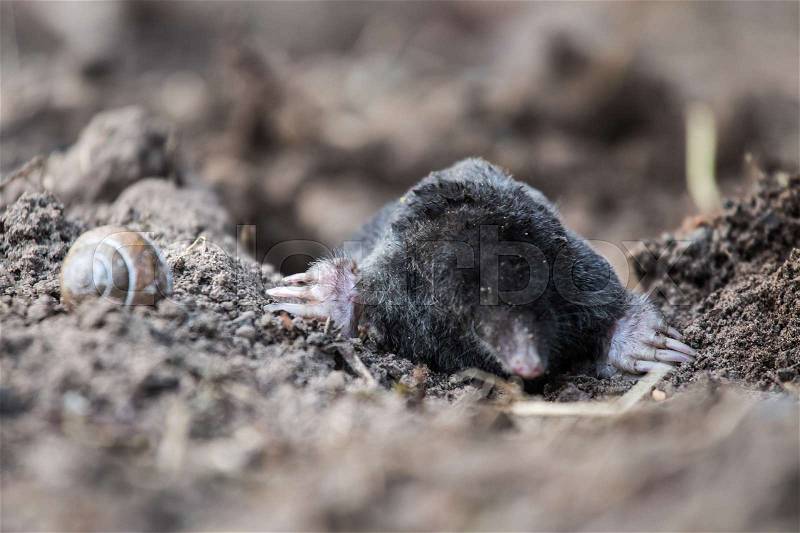 A curious mole sticking his nose out in the light in garden. Shallow depth of field portrait of a mole, stock photo