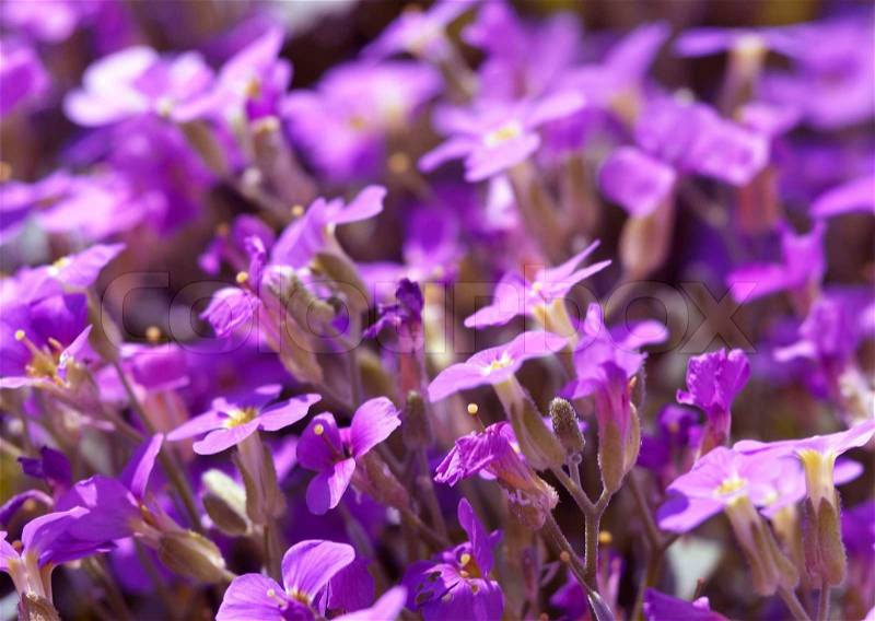 Detail of some violet colored flowers with focus on the foreground, stock photo