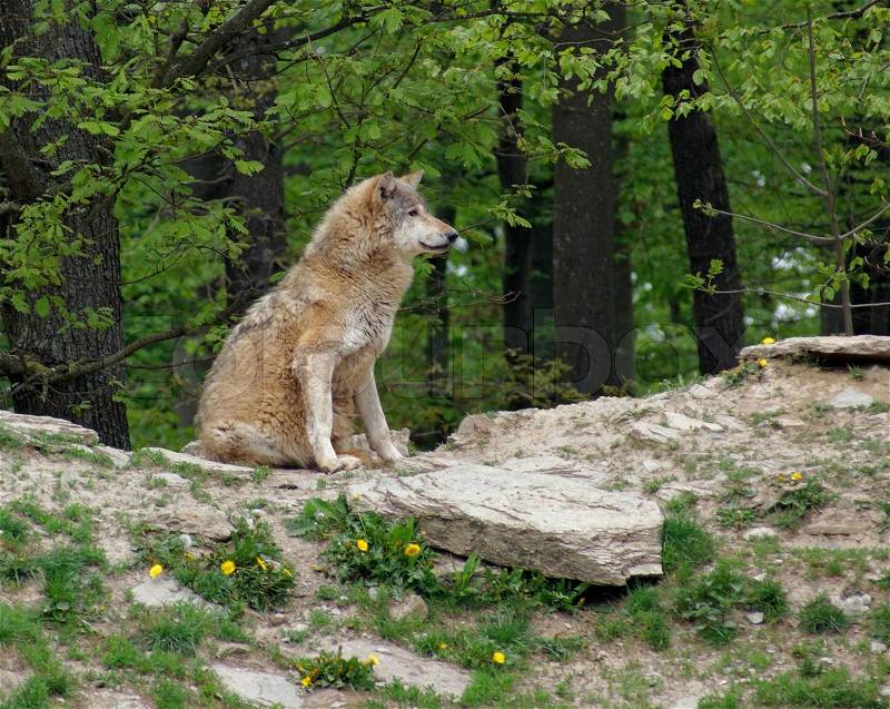 Gray Wolf sitting on small hill, stock photo