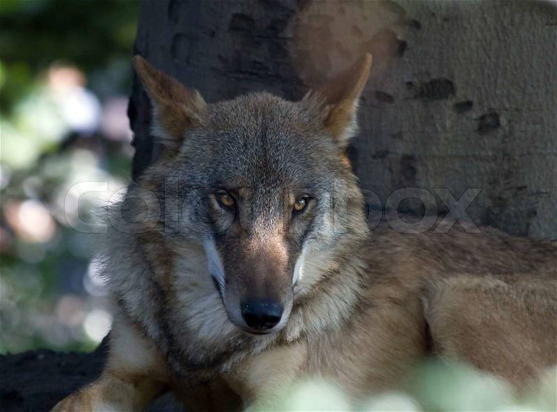 European Wolf in Zurich Zoo Switzerland, stock photo
