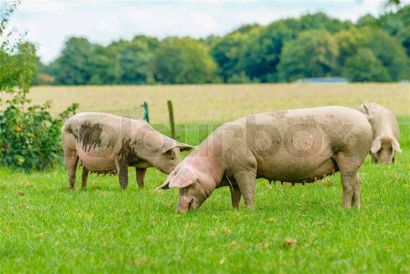 Pigs graze on farm. Pig on green field, stock photo
