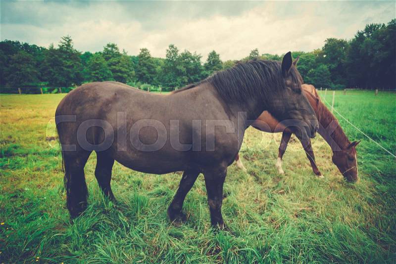 Big beautiful horse. big black horse, stock photo