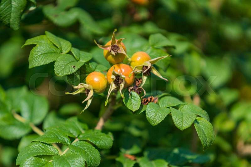 Dog-rose berries. Dog rose fruits (Rosa canina). wild rosehips in nature, beautiful background, stock photo