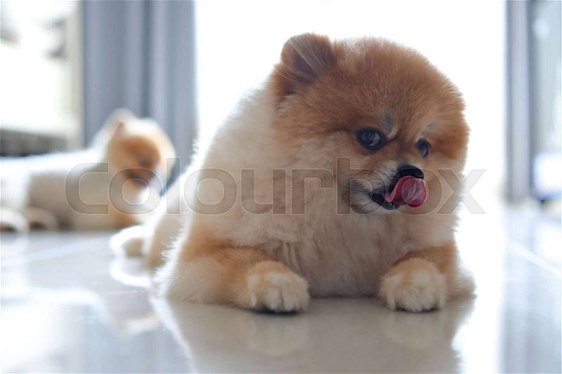 Group of pomeranian dog cute pets family happy in home, stock photo