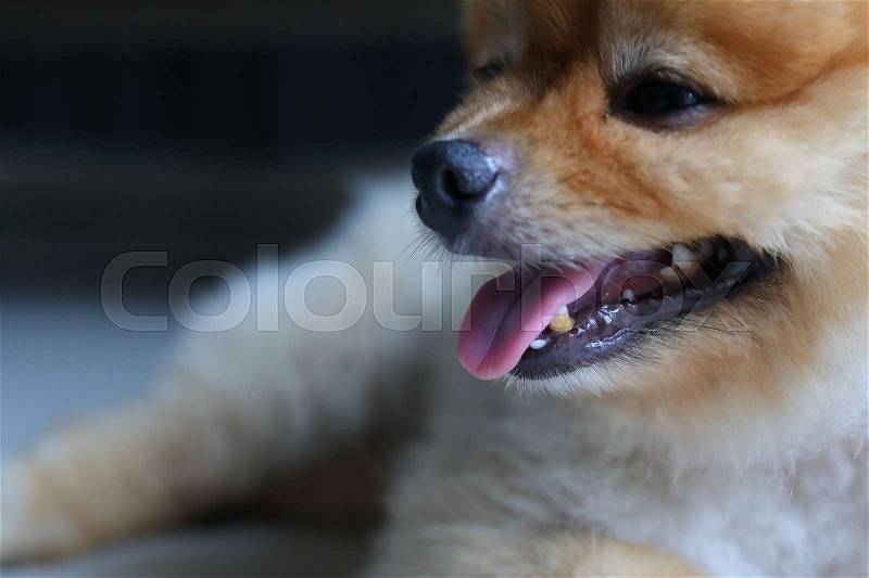 Small dog pomeranian cute pets, close-up limestone stains teeth in mouth unhealthy, stock photo