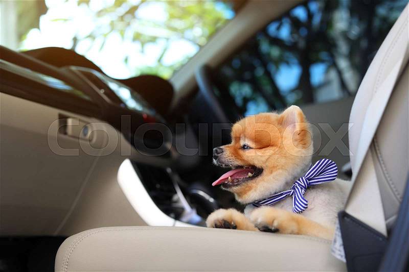 Pomeranian dog cute pet sitting in vehicle car travel road trip, stock photo